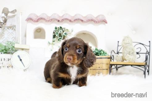 成約済の佐賀県のカニンヘンダックスフンド(ロングヘアード)-181950の5枚目