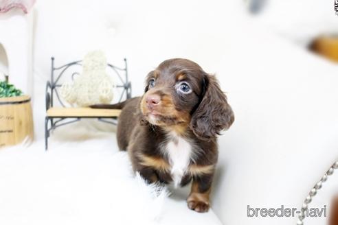 成約済の佐賀県のカニンヘンダックスフンド(ロングヘアード)-181950の4枚目