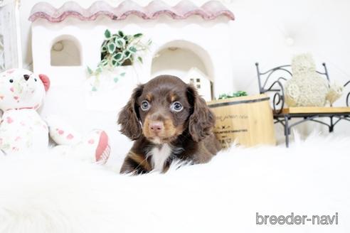 成約済の佐賀県のカニンヘンダックスフンド(ロングヘアード)-181950の3枚目