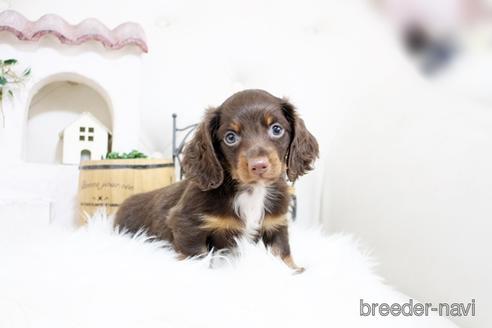 成約済の佐賀県のカニンヘンダックスフンド(ロングヘアード)-181950の2枚目