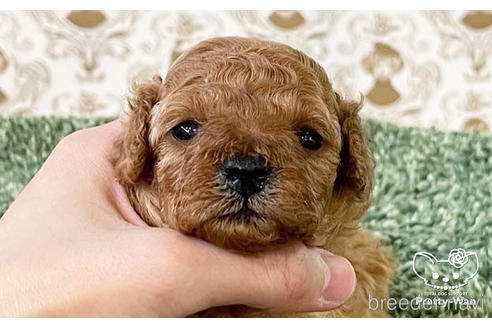 成約済の愛知県のタイニープードル-183598の4枚目