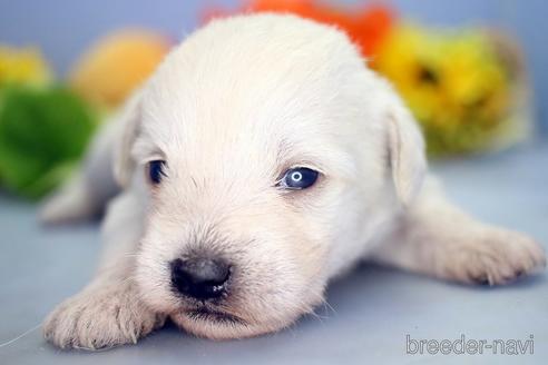 成約済の埼玉県のミックス犬-183607の4枚目