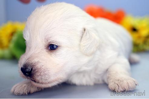 成約済の埼玉県のミックス犬-183607の3枚目