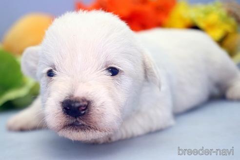 成約済の埼玉県のミックス犬-183608の3枚目