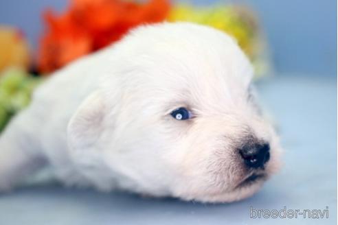 成約済の埼玉県のミックス犬-183608の2枚目