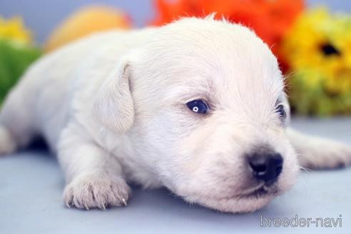 成約済の埼玉県のミックス犬-183609の1枚目