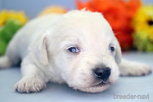 成約済の埼玉県のミックス犬-183609の5枚目