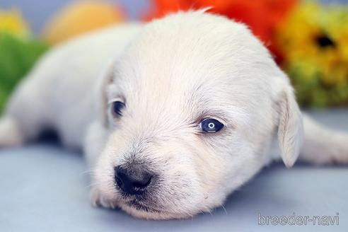 成約済の埼玉県のミックス犬-183609の4枚目