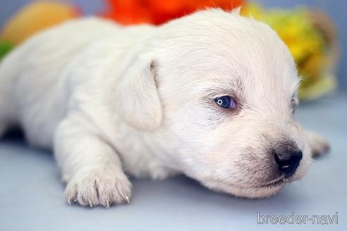 成約済の埼玉県のミックス犬-183609の3枚目