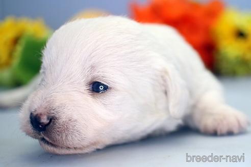 成約済の埼玉県のミックス犬-183610の5枚目