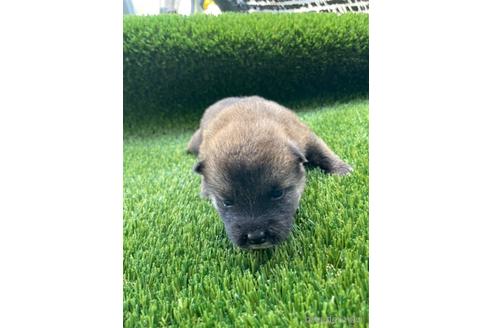 成約済の広島県の柴犬-183618の2枚目