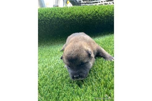 成約済の広島県の柴犬-183618の3枚目