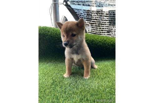 成約済の広島県の豆柴-183621