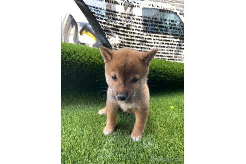 成約済の広島県の豆柴-183621の2枚目