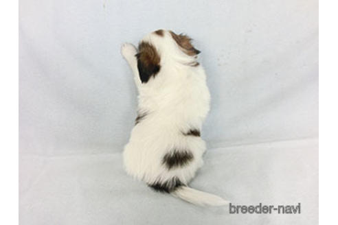 成約済の千葉県のパピヨン-183634の12枚目