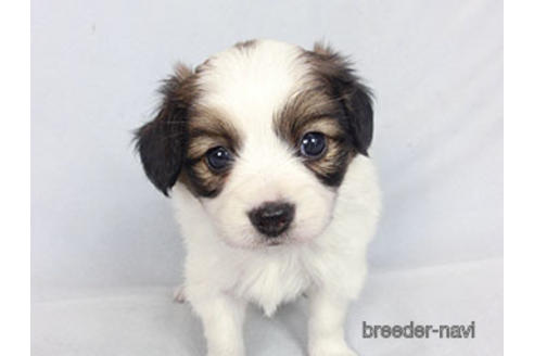 成約済の千葉県のパピヨン-183634の11枚目