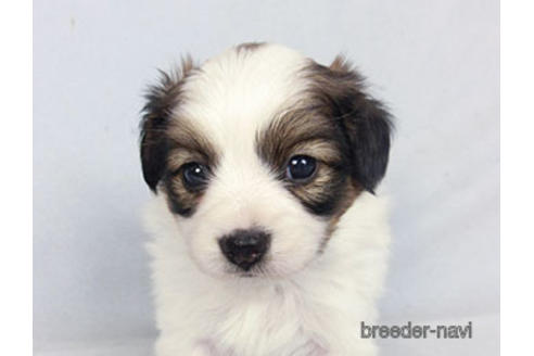 成約済の千葉県のパピヨン-183634の10枚目