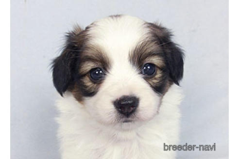 成約済の千葉県のパピヨン-183634の9枚目