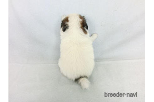 成約済の千葉県のパピヨン-183638の4枚目