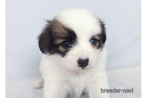 成約済の千葉県のパピヨン-183638の3枚目