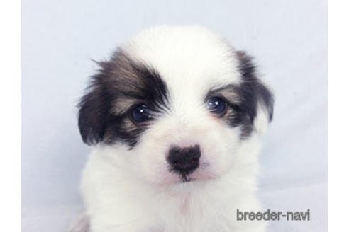 成約済の千葉県のパピヨン-183638の2枚目