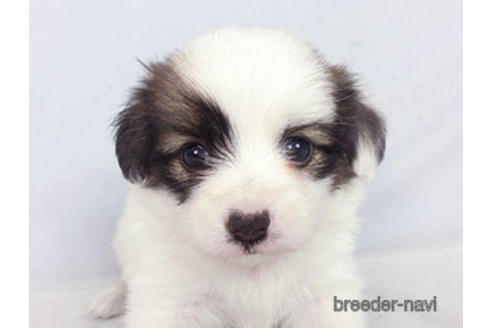 成約済の千葉県のパピヨン-183638の1枚目