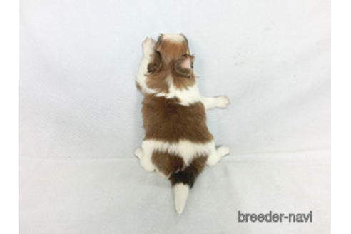 成約済の千葉県のパピヨン-183640の8枚目