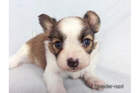 成約済の千葉県のパピヨン-183640の7枚目