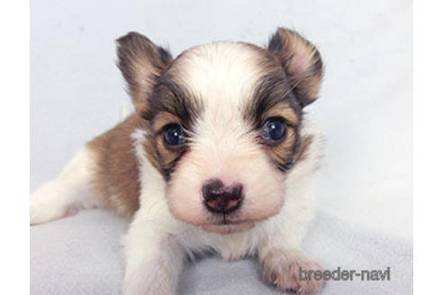 成約済の千葉県のパピヨン-183640の6枚目