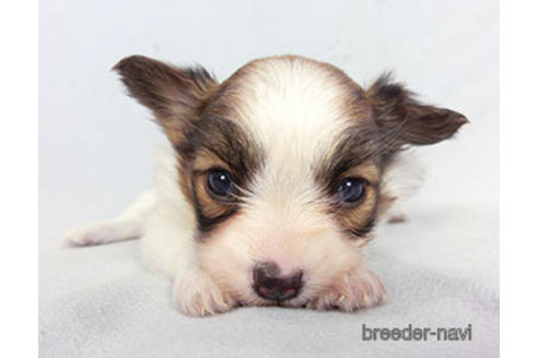 成約済の千葉県のパピヨン-183640の5枚目