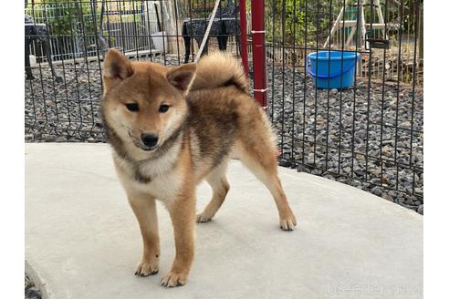 成約済の岡山県の豆柴-155544の3枚目