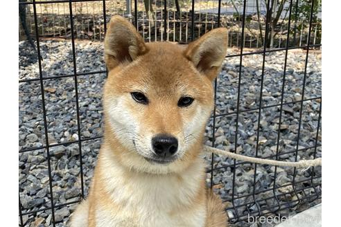 成約済の岡山県の柴犬-162584の1枚目