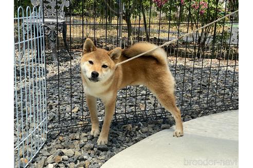 成約済の岡山県の柴犬-162584の5枚目