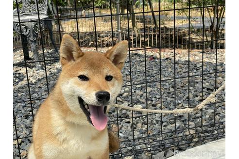 成約済の岡山県の柴犬-162584の4枚目