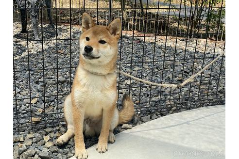成約済の岡山県の柴犬-162584の3枚目