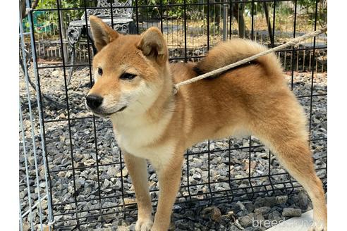 成約済の岡山県の柴犬-162584の2枚目