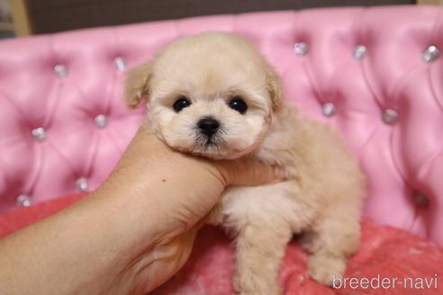 成約済の茨城県のティーカッププードル-183657の19枚目