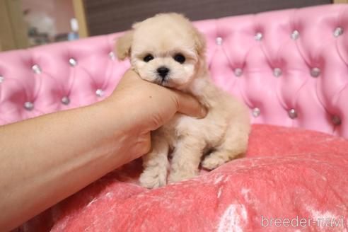 成約済の茨城県のティーカッププードル-183657の15枚目