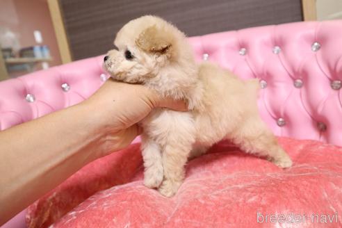 成約済の茨城県のティーカッププードル-183657の13枚目