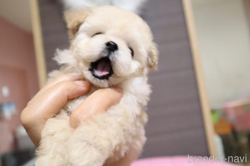 成約済の茨城県のティーカッププードル-183657の11枚目