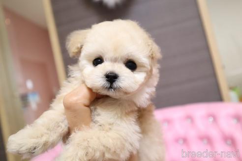 成約済の茨城県のティーカッププードル-183657の3枚目