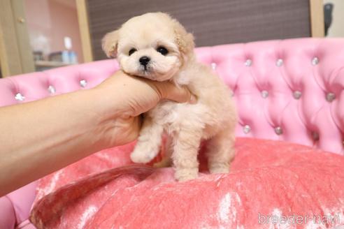 成約済の茨城県のティーカッププードル-183657の10枚目