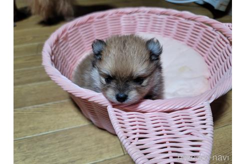 成約済の千葉県のポメラニアン-180661の3枚目