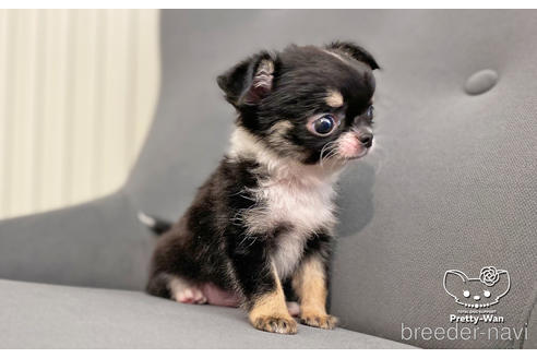 成約済の愛知県のチワワ(ロングコート)-183701の3枚目