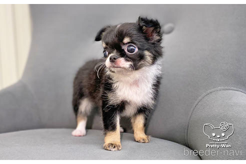 成約済の愛知県のチワワ(ロングコート)-183701の2枚目