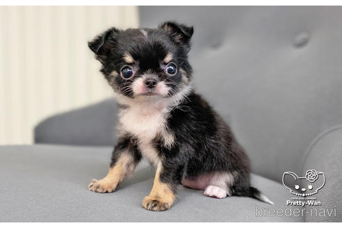 成約済の愛知県のチワワ(ロングコート)-183701の4枚目