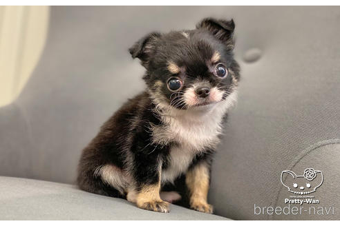 成約済の愛知県のチワワ(ロングコート)-183701の5枚目