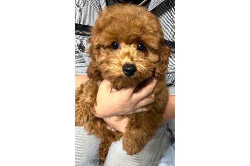 成約済の埼玉県のトイプードル-172597の4枚目