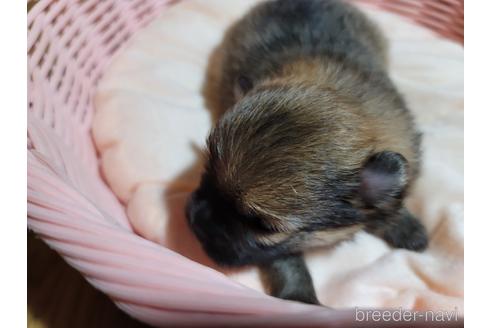 成約済の千葉県のポメラニアン-182159の6枚目