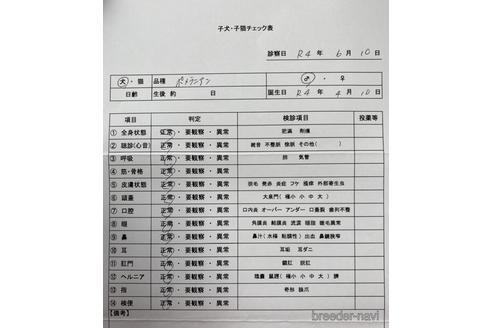 成約済の新潟県のポメラニアン-180331の2枚目